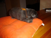 /album/anny/anny-vazi-jiz-1600g-jpg/